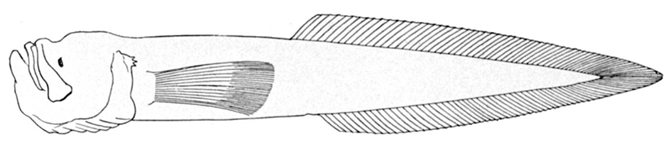 Barathronus parfaiti_01.jpg